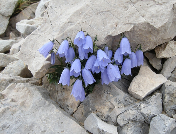 Campanula cochleariifolia